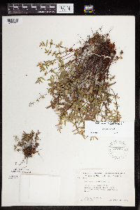 Pellaea glabella subsp. glabella image