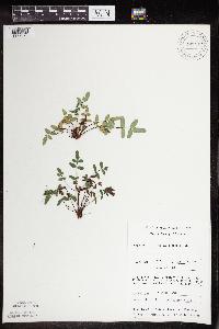 Pellaea glabella subsp. glabella image