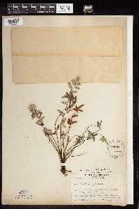 Pellaea glabella subsp. glabella image