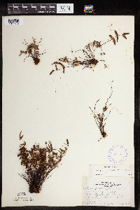 Pellaea glabella subsp. glabella image