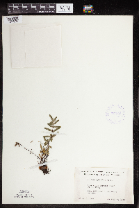 Pellaea glabella subsp. glabella image