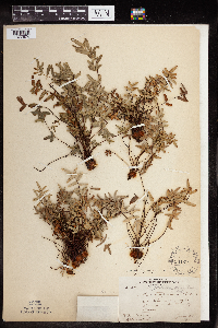 Pellaea glabella subsp. glabella image