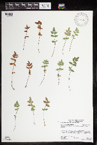 Pellaea glabella subsp. glabella image
