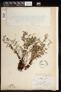 Pellaea glabella subsp. glabella image