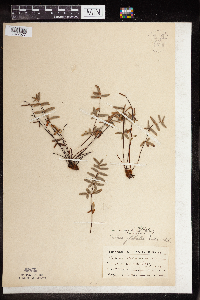 Pellaea glabella subsp. glabella image