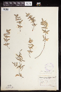 Pellaea glabella subsp. glabella image