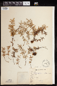 Pellaea glabella subsp. glabella image