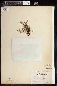 Pellaea glabella subsp. glabella image