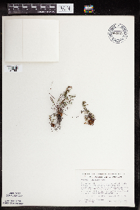 Pellaea glabella subsp. glabella image