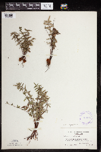 Pellaea glabella subsp. glabella image