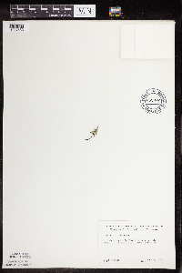 Pellaea glabella subsp. glabella image