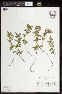 Pellaea glabella subsp. glabella image