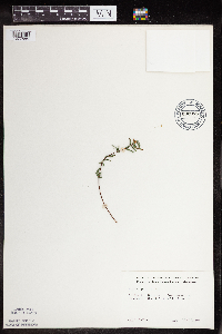 Pellaea glabella subsp. glabella image