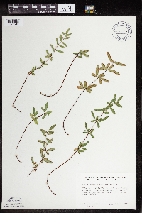 Pellaea glabella subsp. glabella image