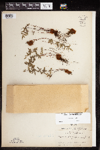 Pellaea glabella subsp. glabella image