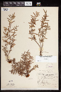 Pellaea glabella subsp. glabella image