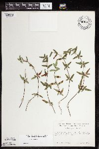 Pellaea glabella subsp. glabella image