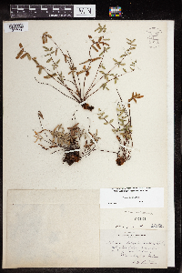 Pellaea glabella subsp. glabella image