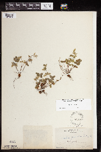 Pellaea glabella subsp. glabella image