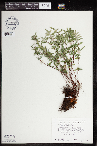 Pellaea glabella subsp. glabella image