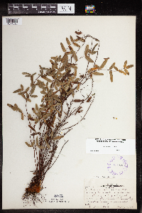 Pellaea glabella subsp. glabella image