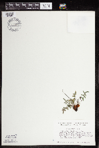 Pellaea glabella subsp. glabella image