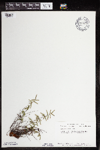 Pellaea glabella subsp. glabella image