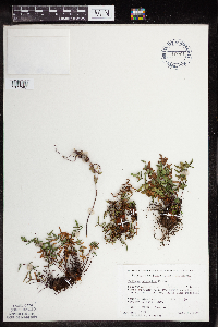 Pellaea glabella subsp. glabella image