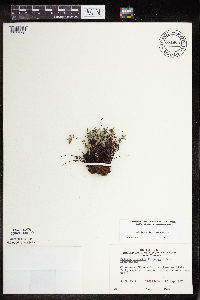 Pellaea glabella subsp. glabella image