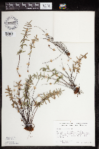 Pellaea glabella subsp. glabella image