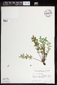 Pellaea glabella subsp. glabella image