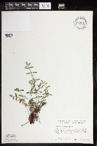 Pellaea glabella subsp. glabella image