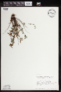 Pellaea glabella subsp. glabella image