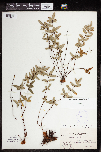 Pellaea glabella subsp. glabella image