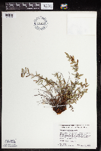 Pellaea glabella subsp. glabella image