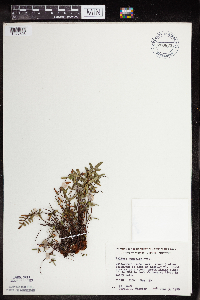 Pellaea glabella subsp. glabella image