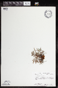 Pellaea glabella subsp. glabella image