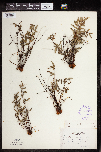 Pellaea glabella subsp. glabella image