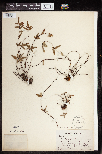 Pellaea glabella subsp. glabella image