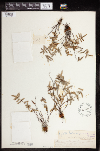 Pellaea glabella subsp. glabella image