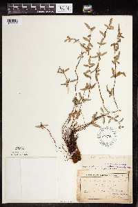 Pellaea glabella subsp. glabella image