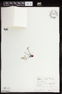 Pellaea glabella subsp. glabella image