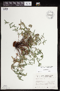 Pellaea glabella subsp. glabella image