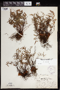 Pellaea glabella subsp. glabella image