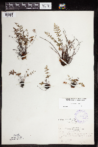 Pellaea glabella subsp. glabella image