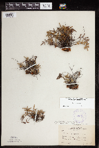 Pellaea glabella subsp. glabella image