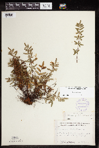 Pellaea glabella subsp. glabella image