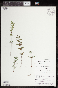 Pellaea glabella subsp. glabella image