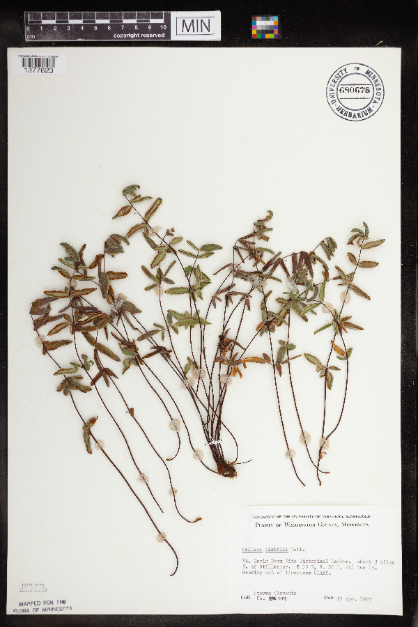 Pellaea glabella image