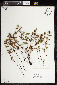 Pellaea glabella subsp. glabella image